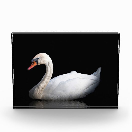 Witte zwaan op zwart fotoblokken (Voorkant)