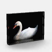Witte zwaan op zwart fotoblokken (Links)