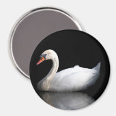Witte zwaan op zwart magneet (Voorkant / Achterkant)