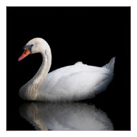 Witte zwaan op zwart