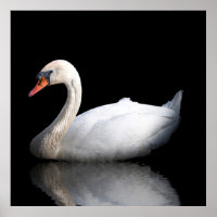 Witte zwaan op zwart