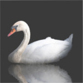 Witte zwaan op zwart sticker (Voorkant)