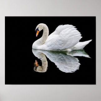 Witte zwaan op zwarte achtergrond poster