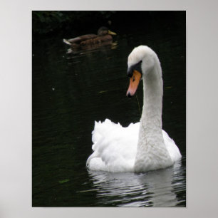 Witte Zwaan Poster
