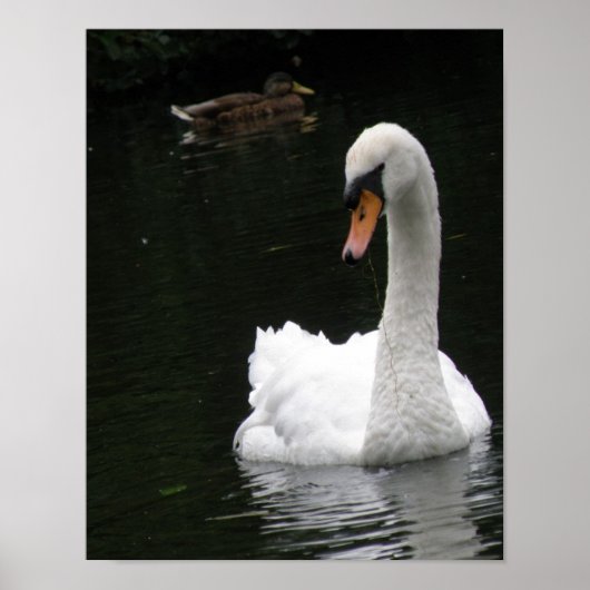 Witte Zwaan Poster (Voorkant)