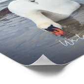 Witte zwaan poster (Hoek)