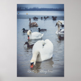 Witte zwaan poster
