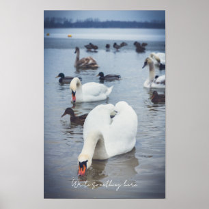 Witte zwaan poster
