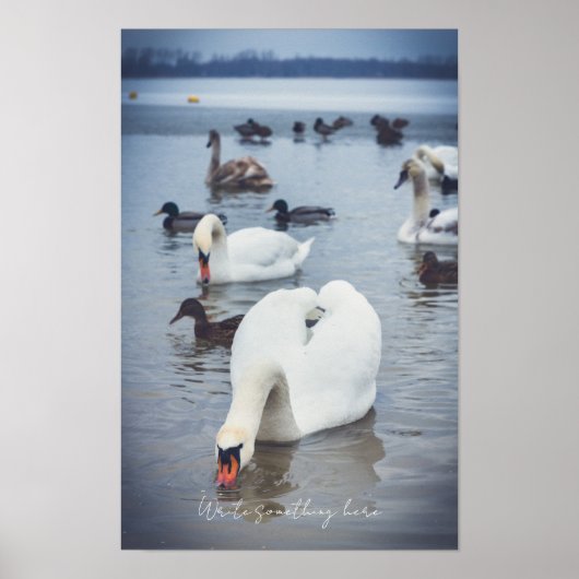 Witte zwaan  poster (Voorkant)