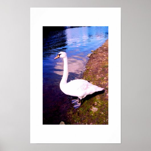 Witte zwaan poster (Voorkant)