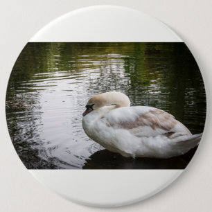 Witte zwaan ronde button 6,0 cm