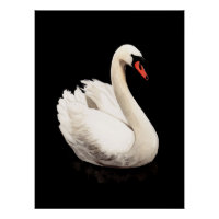 Witte Zwaan Vintage Kunstposter