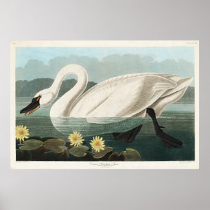 witte zwaan Waterverf Poster