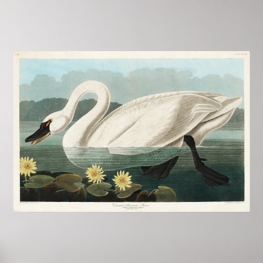 witte zwaan Waterverf Poster (Voorkant)