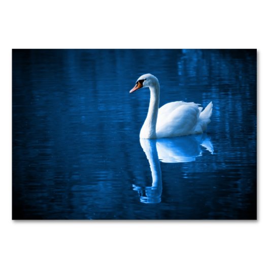  witte zwaluw die drijft op een blauw meer kaart (Voorkant)