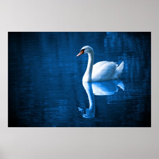 witte zwaluw die drijft op een blauw meer poster (Voorkant)