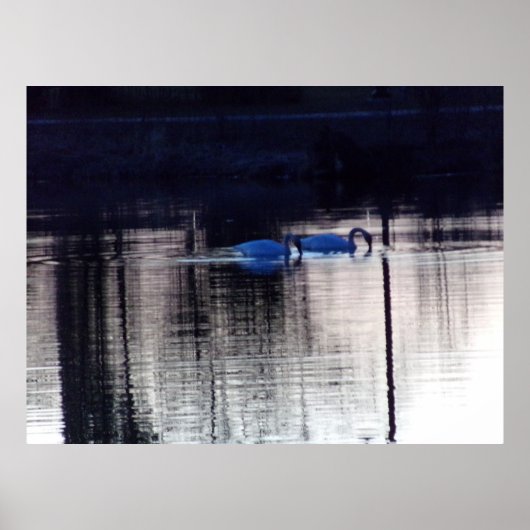 Witte zwanen bij Dusk Poster (Voorkant)