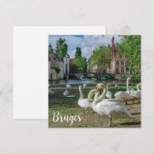 Witte zwanen in Brugge (Voorkant / Achterkant)