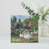 Witte zwanen in Brugge (Staand voorkant)