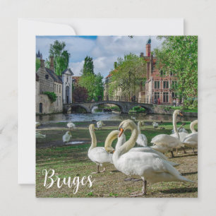 Witte zwanen in Brugge