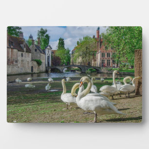 Witte zwanen in Brugge Fotoplaat