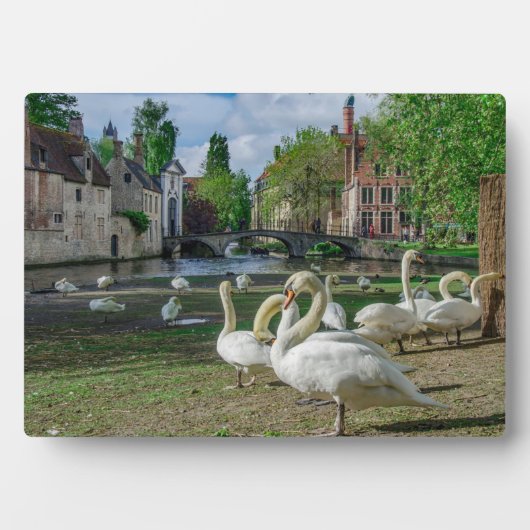 Witte zwanen in Brugge Fotoplaat (voorkant)