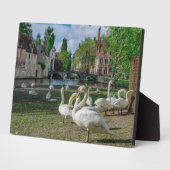 Witte zwanen in Brugge Fotoplaat (Zijkant)