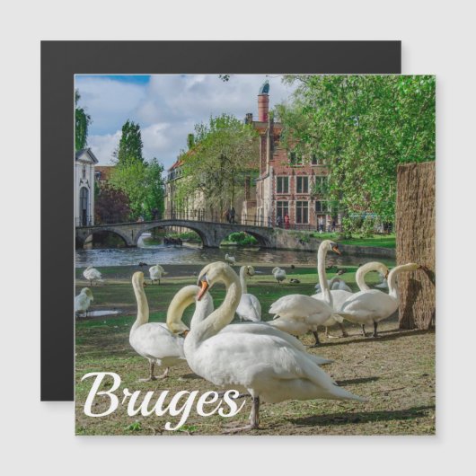 Witte zwanen in Brugge in het centrum van Magnet (Voorkant / Achterkant)