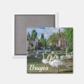 Witte zwanen in Brugge Magneet (Voorkant / Achterkant)