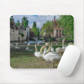Witte zwanen in Brugge Muismat (Met muis)