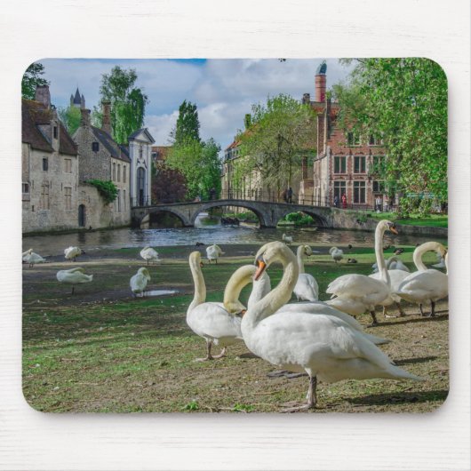 Witte zwanen in Brugge Muismat (Voorkant)