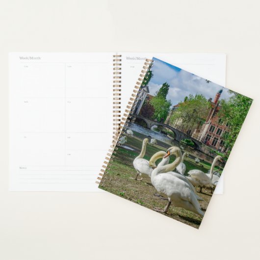 Witte zwanen in Brugge Planner (Display)