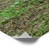 Witte zwanen in Brugge Poster (Hoek)