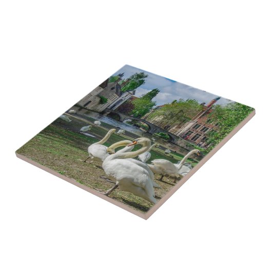 Witte zwanen in Brugge Tegeltje (Zijkant)