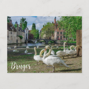 Witte zwanen in het centrum van Brugge Briefkaart