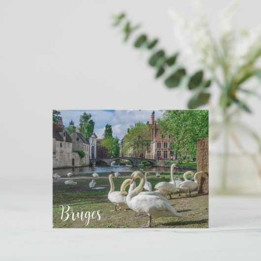 Witte zwanen in het centrum van Brugge Briefkaart (Staand voorkant)