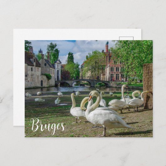 Witte zwanen in het centrum van Brugge Briefkaart (Voorkant / Achterkant)
