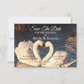 Witte zwanen weduwen sparen de datum save the date (Voorkant)