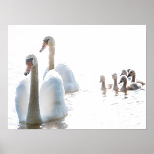 Witte Zwanenfamilie met Jongen High Key Wilde Natu Poster