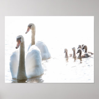 Witte Zwanenfamilie met Jongen High Key Wilde Natu Poster