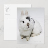 Witte, zwarte en bruine konijnen briefkaart (Voorkant / Achterkant)