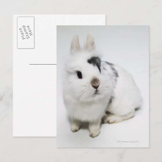 Witte, zwarte en bruine konijnen briefkaart (Voorkant / Achterkant)