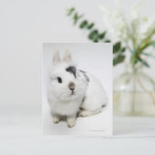 Witte, zwarte en bruine konijnen briefkaart (Staand voorkant)