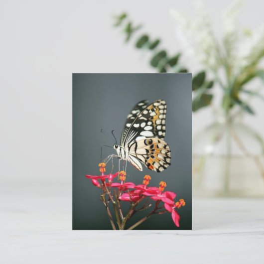 Witte zwarte en gele vlinder op roze bloemen briefkaart (Staand voorkant)