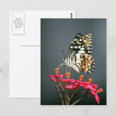 Witte zwarte en gele vlinder op roze bloemen briefkaart (Voorkant / Achterkant)