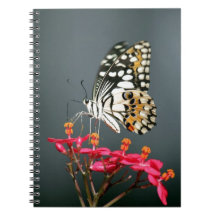 Witte zwarte en gele vlinder op roze bloemen