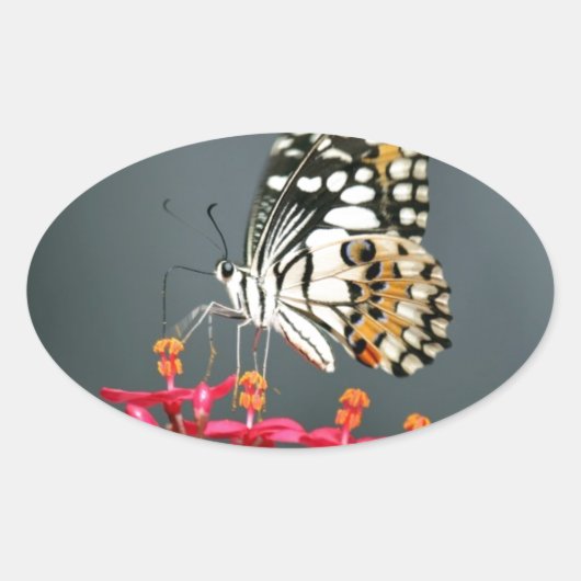 Witte zwarte en gele vlinder op roze bloemen ovale sticker (Voorkant)