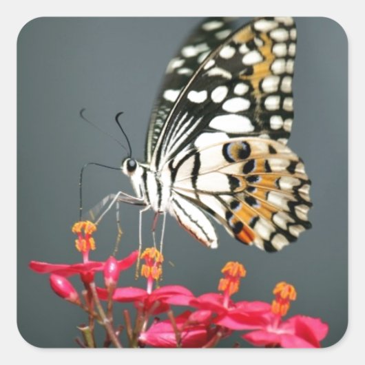 Witte zwarte en gele vlinder op roze bloemen vierkante sticker (Voorkant)