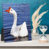 witte zwemgans in blauw water fotoplaat (Zijkant)