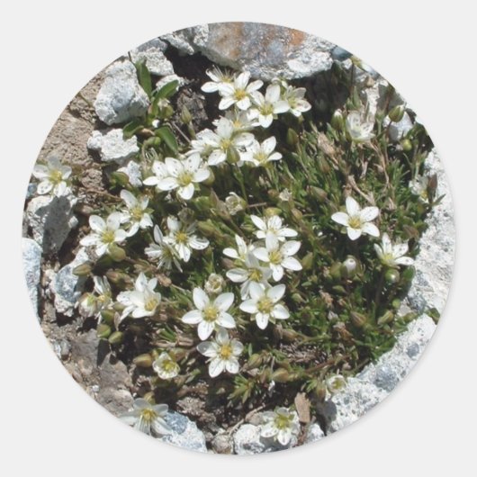 Witte Zwitserse Alpine Flowers sticker (Voorkant)